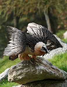 231px Bartgeier Gypaetus barbatus front2 Richard Bartz 1