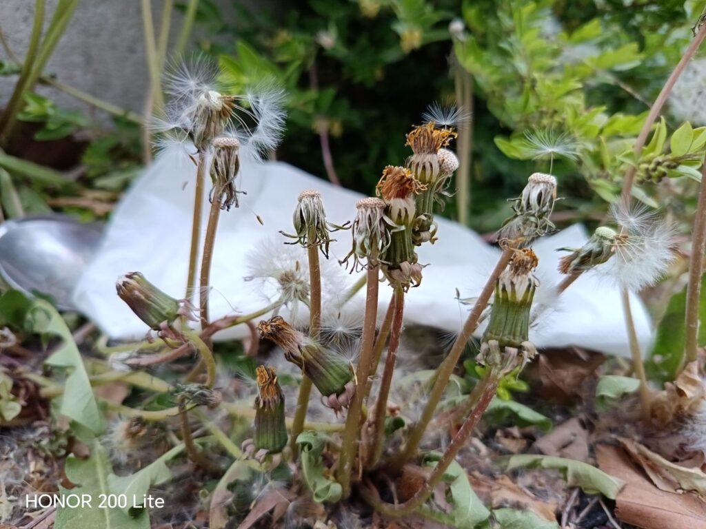 wp 17772259477458052575734729340708